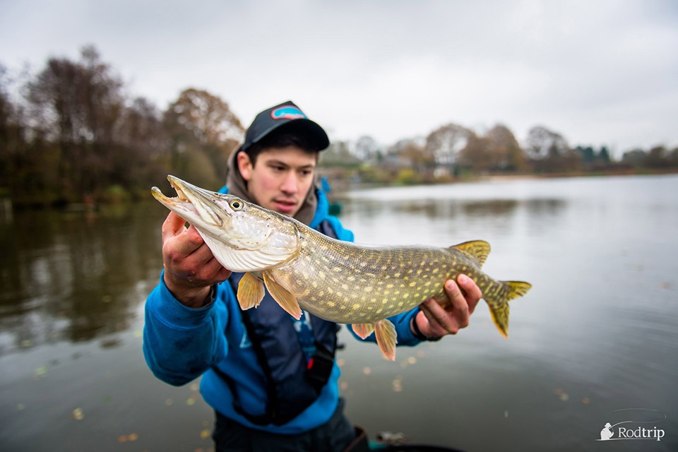 Brochet Bambois ©Mathias Briquemont